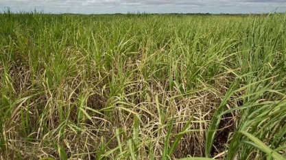 'Inimigo silencioso' pode causar perdas de até 50% na cana-de-açúcar