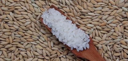 RS: Arroz, que perde área para soja, agora tem disputa com pecuária