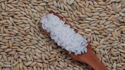 RS: Arroz, que perde área para soja, agora tem disputa com pecuária