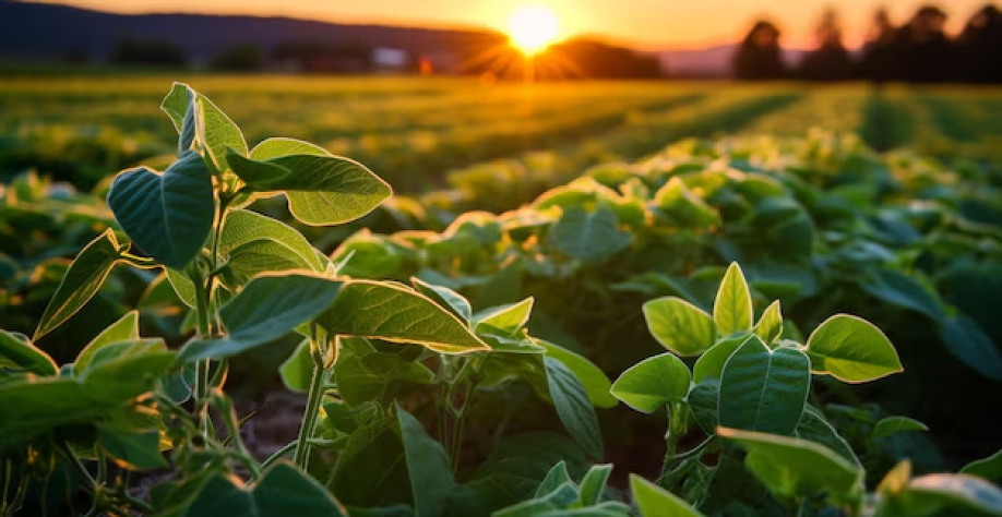 Soja saltaria 61,5% se cultivo avançar sobre áreas de pastagens