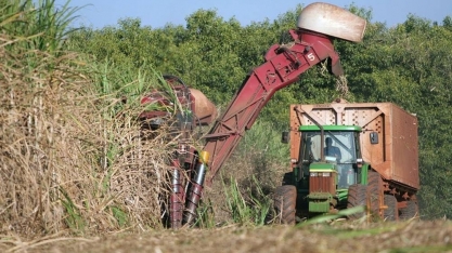 Cana: Produtores do Nordeste falam em crise após queda no preço do açúcar