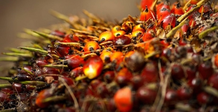 Agropalma anuncia retomada da produção de biodiesel no Pará