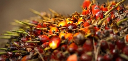 Agropalma anuncia retomada da produção de biodiesel no Pará