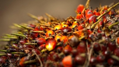 Agropalma anuncia retomada da produção de biodiesel no Pará