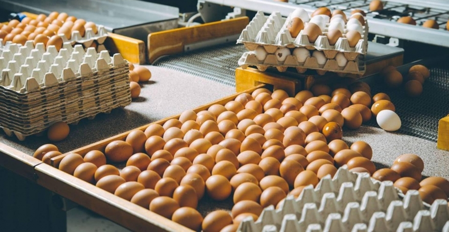 Exportações de ovos cresceram 13% em outubro