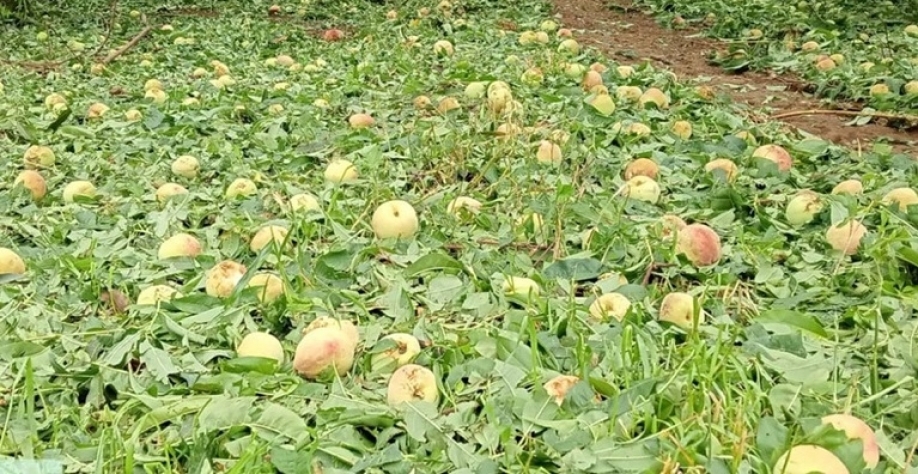 Agricultores relatam prejuízos milionários após granizo em SC