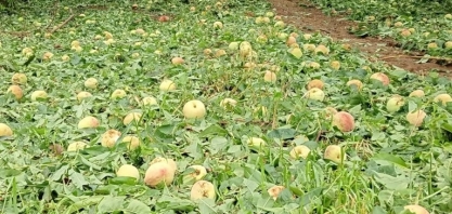 Agricultores relatam prejuízos milionários após granizo em SC