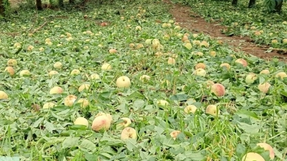 Agricultores relatam prejuízos milionários após granizo em SC
