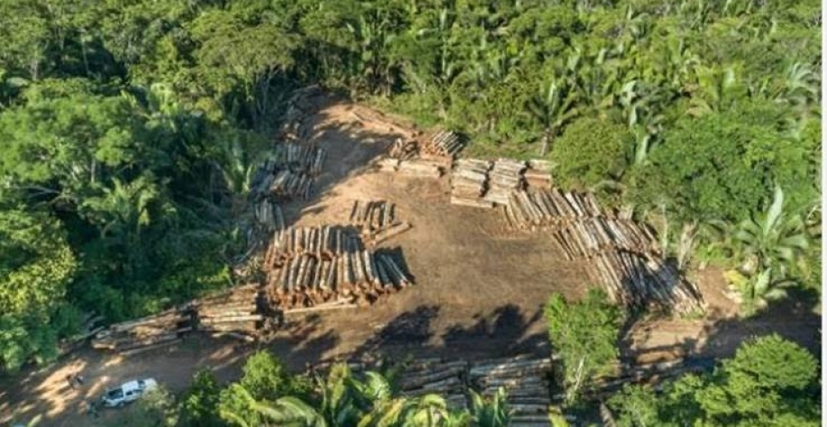 Parlamento Europeu adia lei antidesmatamento por mais um ano