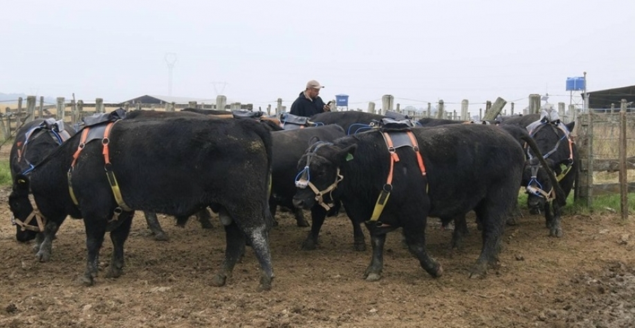 Pecuária avança, mas precisa acelerar ações contra emissões de metano