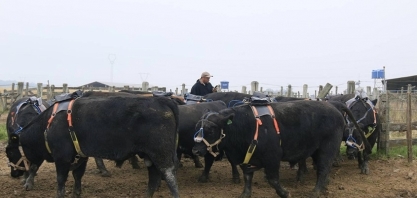 Pecuária avança, mas precisa acelerar ações contra emissões de metano