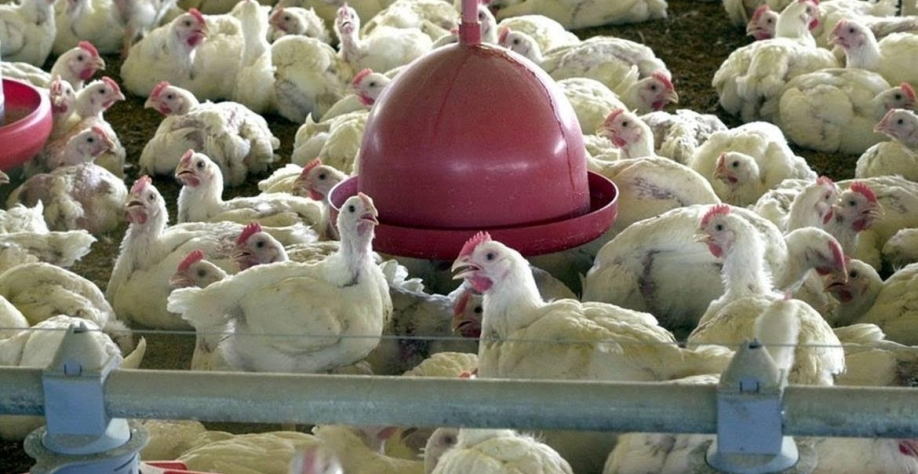 Europa corre para confinar aves à medida que gripe aviária se alastra