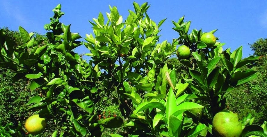 Rede de pesquisa quer derrotar o greening na citricultura