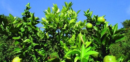 Rede de pesquisa quer derrotar o greening na citricultura