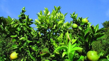 Rede de pesquisa quer derrotar o greening na citricultura