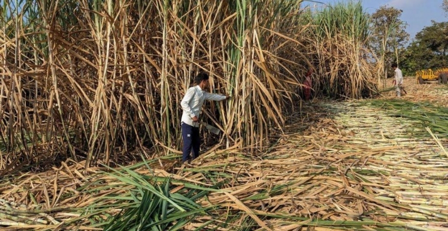 Índia:Cota de exportação de açúcar fica em risco por preços globais baixos
