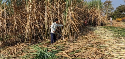 Índia:Cota de exportação de açúcar fica em risco por preços globais baixos