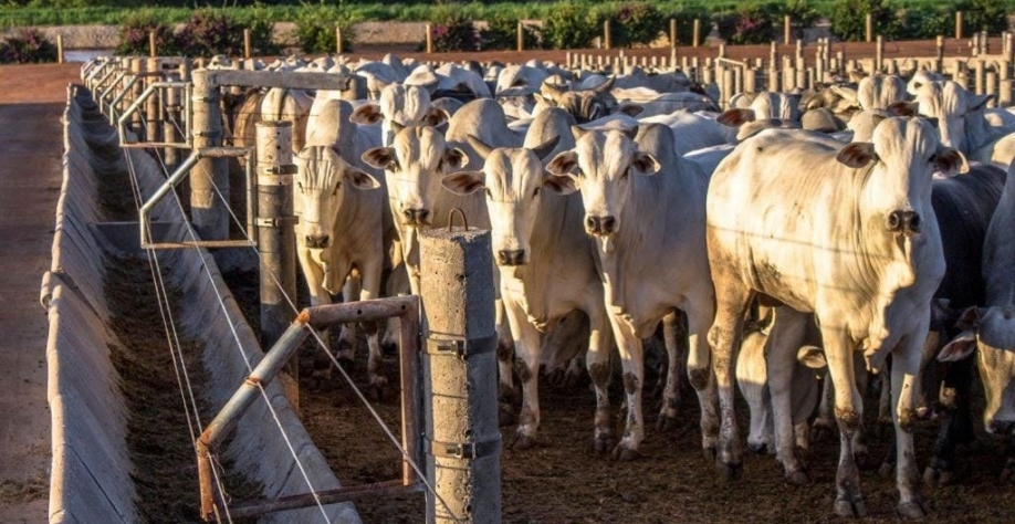 Com 3,1 milhões de bovinos mapeados,confinamento mostra avanço na pecuária
