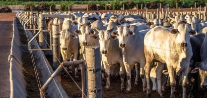 Com 3,1 milhões de bovinos mapeados,confinamento mostra avanço na pecuária