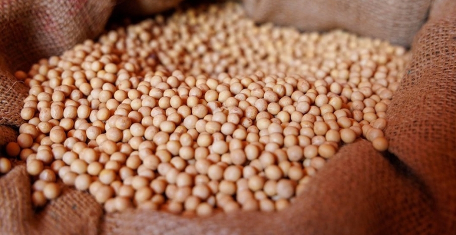 Safra de soja deve chegar a 178,1 milhões de toneladas, diz Agroconsult