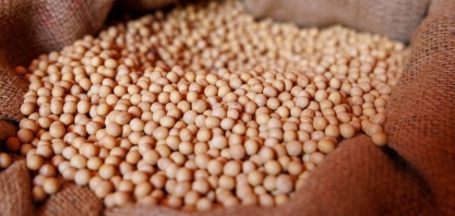 Safra de soja deve chegar a 178,1 milhões de toneladas, diz Agroconsult