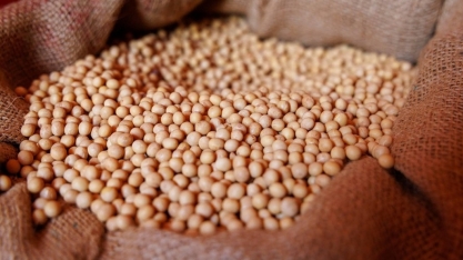 Safra de soja deve chegar a 178,1 milhões de toneladas, diz Agroconsult