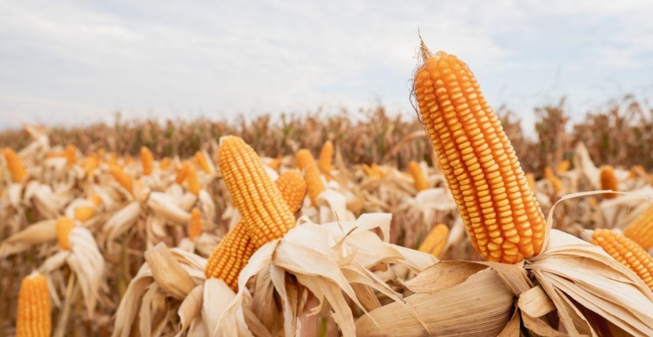 Uma ameaça conhecida: La Niña e o risco de oferta do milho safrinha