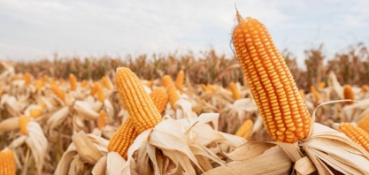 Uma ameaça conhecida: La Niña e o risco de oferta do milho safrinha