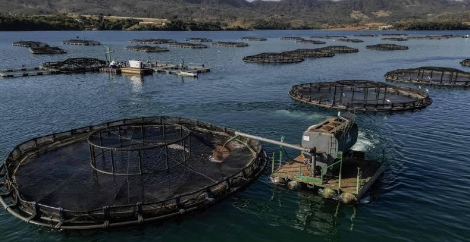 Pressão faz governo suspender lista com 444 espécies exóticas invasoras