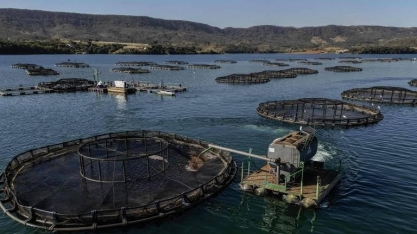 Pressão faz governo suspender lista com 444 espécies exóticas invasoras