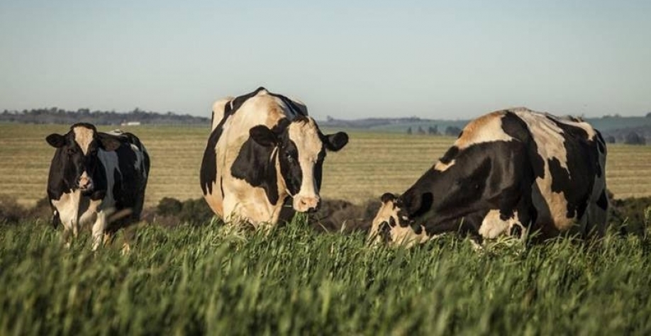 PIB do agro sobe com safra recorde e impulso da pecuária