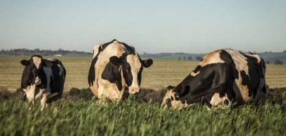 PIB do agro sobe com safra recorde e impulso da pecuária