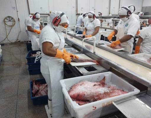 Sem EUA, setor de pesca deixa de exportar US$ 250 milhões
