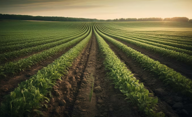 Com crédito curto e juro alto, produtor eleva autofinanciamento