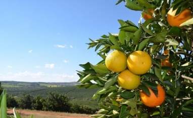 Doença e clima reduzem potencial produtivo da laranja em SP e MG