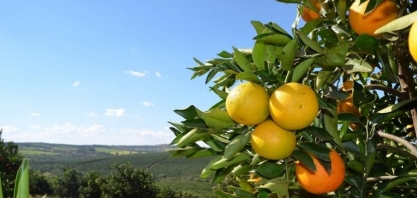 Doença e clima reduzem potencial produtivo da laranja em SP e MG