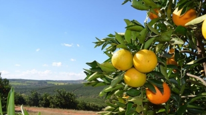 Doença e clima reduzem potencial produtivo da laranja em SP e MG