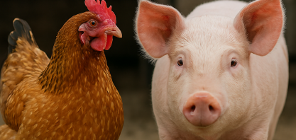 Exportações de carne de frango caem 6,5% em novembro;de carne suína 12,5%