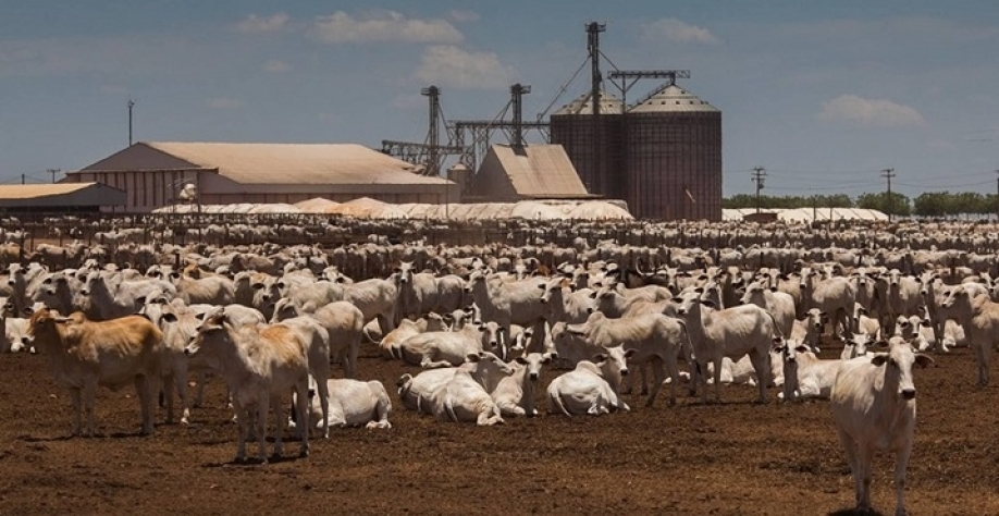 'Comida barata’ gera novo ciclo de confinamento em MT