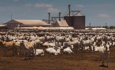 'Comida barata’ gera novo ciclo de confinamento em MT