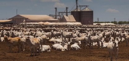 'Comida barata’ gera novo ciclo de confinamento em MT