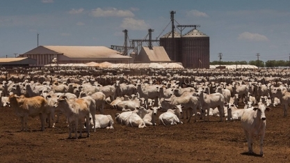 'Comida barata’ gera novo ciclo de confinamento em MT