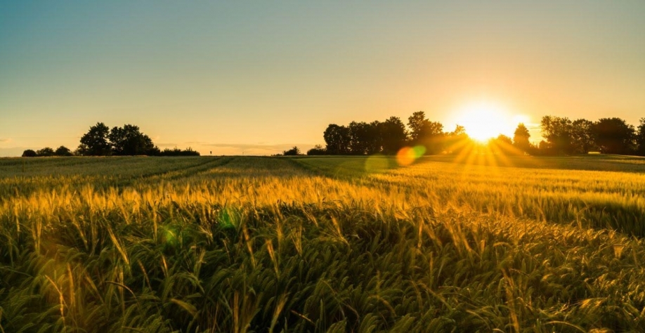 O ano das recuperações judiciais no agronegócio: Crise ou desequilíbrio?