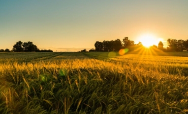 O ano das recuperações judiciais no agronegócio: Crise ou desequilíbrio?