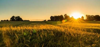 O ano das recuperações judiciais no agronegócio: Crise ou desequilíbrio?