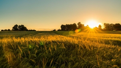 O ano das recuperações judiciais no agronegócio: Crise ou desequilíbrio?