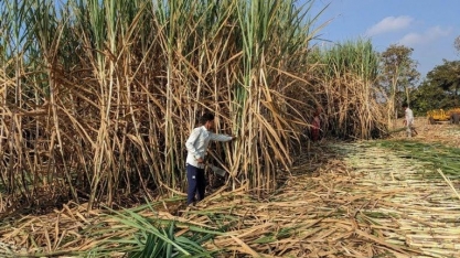 Índia reabre portos para açúcar e alavanca etanol para conter oferta