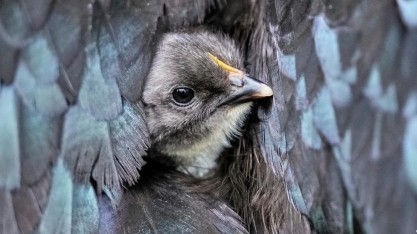 Gripe aviária provoca abate em massa de aves pelo mundo 