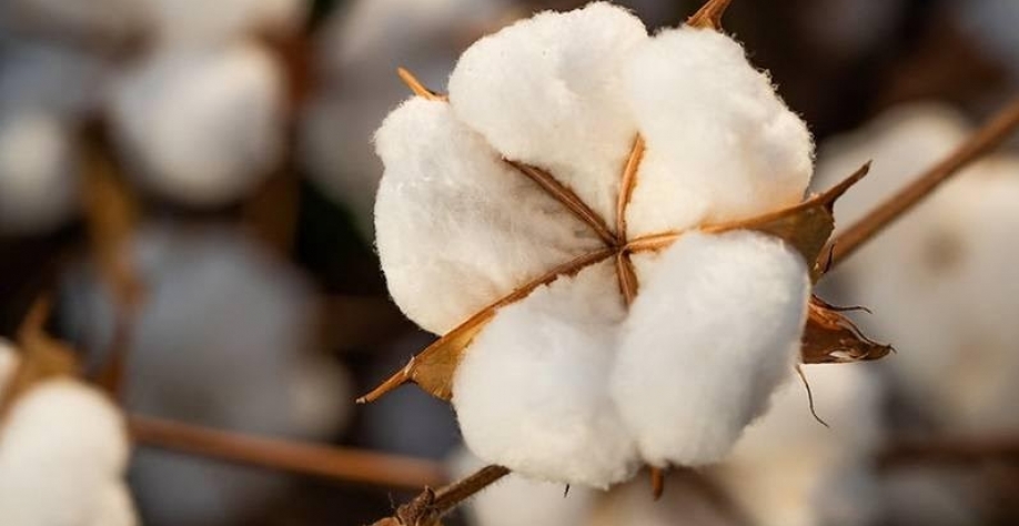 Safra de 2025 é mais que o dobro do volume de 2012, segundo o IBGE