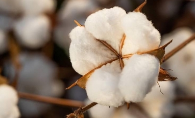 Safra de 2025 é mais que o dobro do volume de 2012, segundo o IBGE